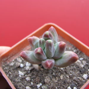 Pachyphytum  compactum  *Purple  Diamond*