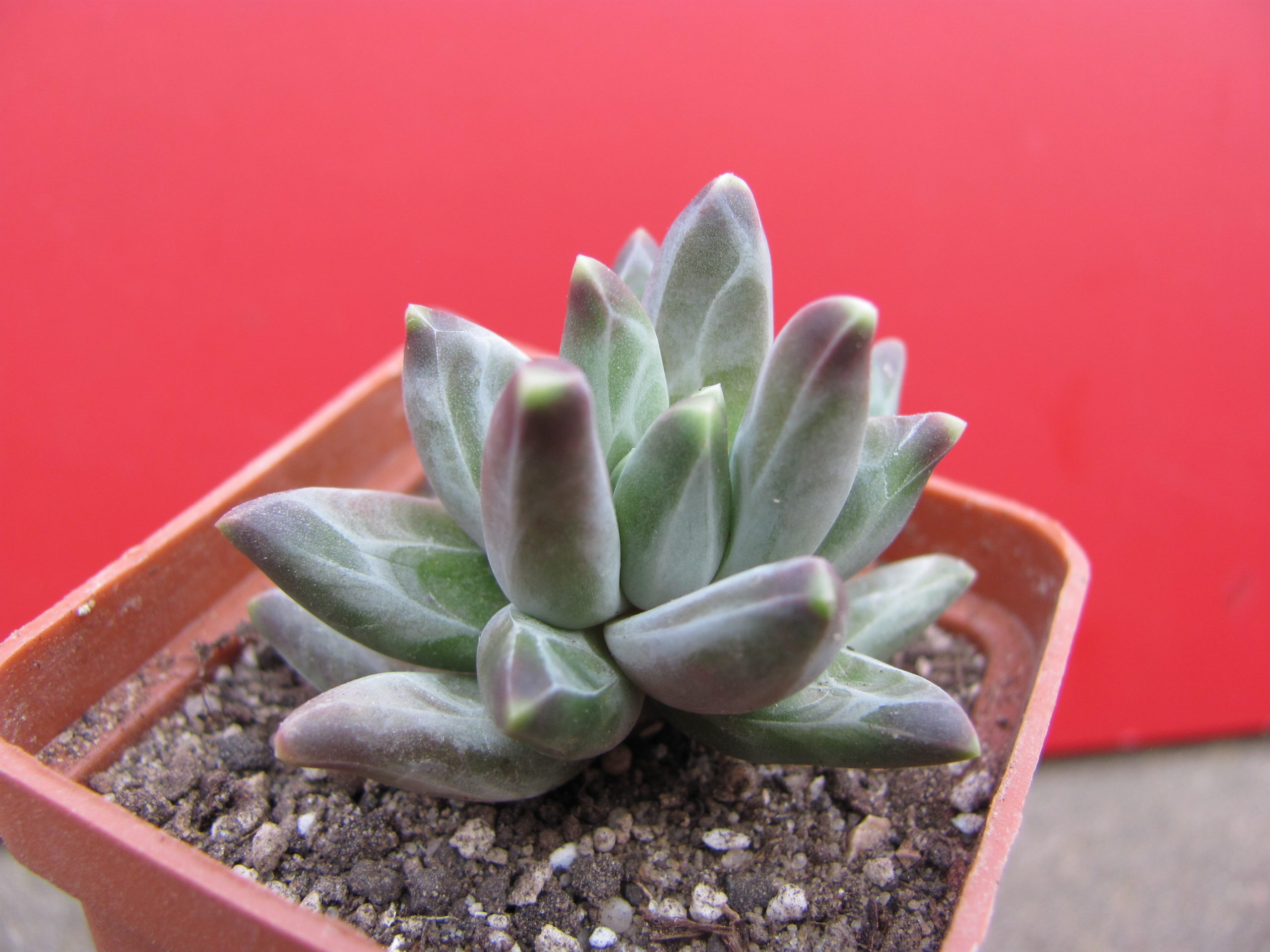 Pachyphytum   compactum   *Purple  Diamond*