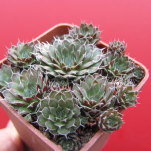 Orostachys   spinosus