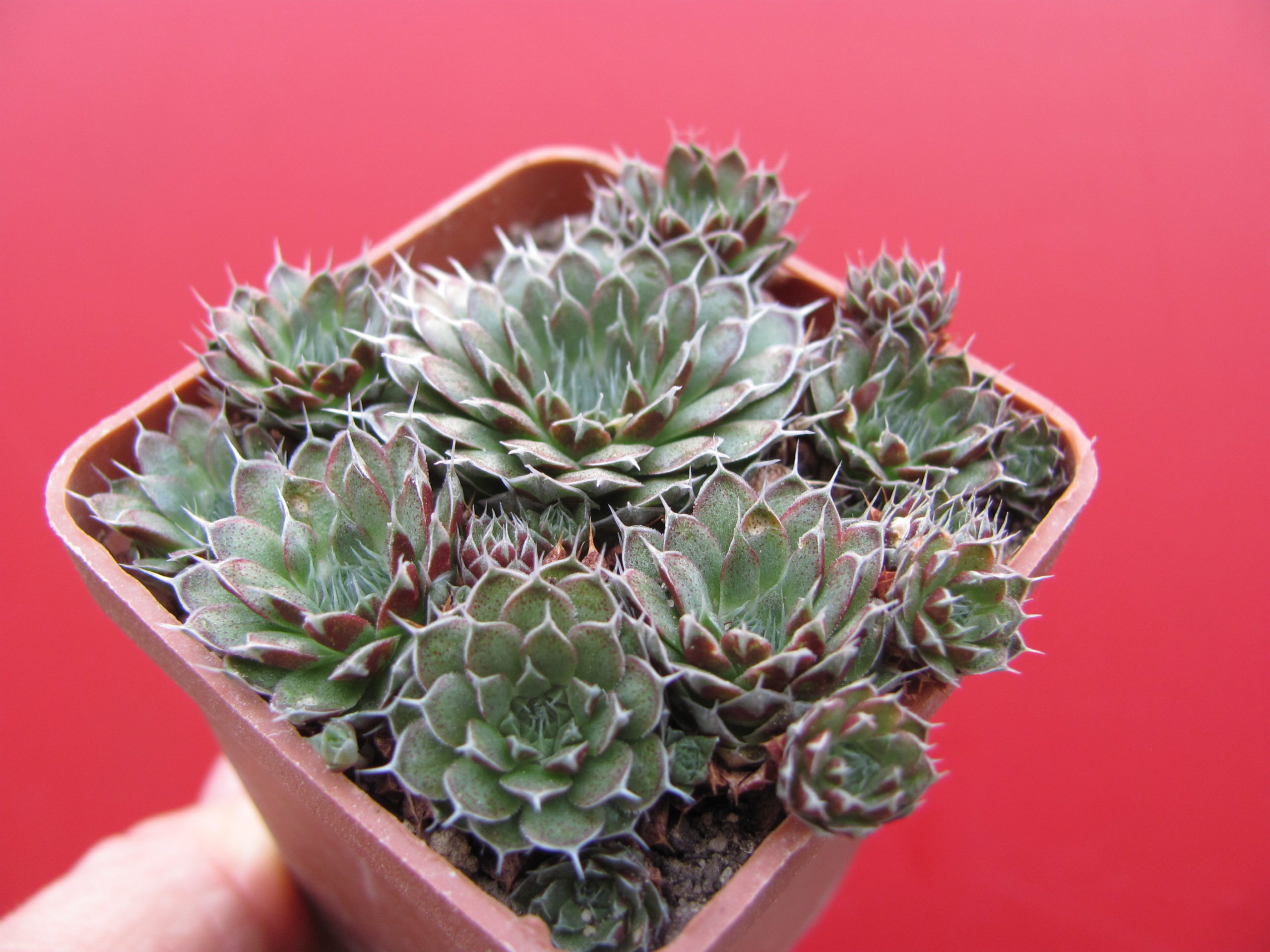 Orostachys   spinosus