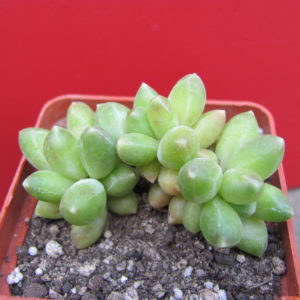 Pachyphytum   compactum   Big   Green