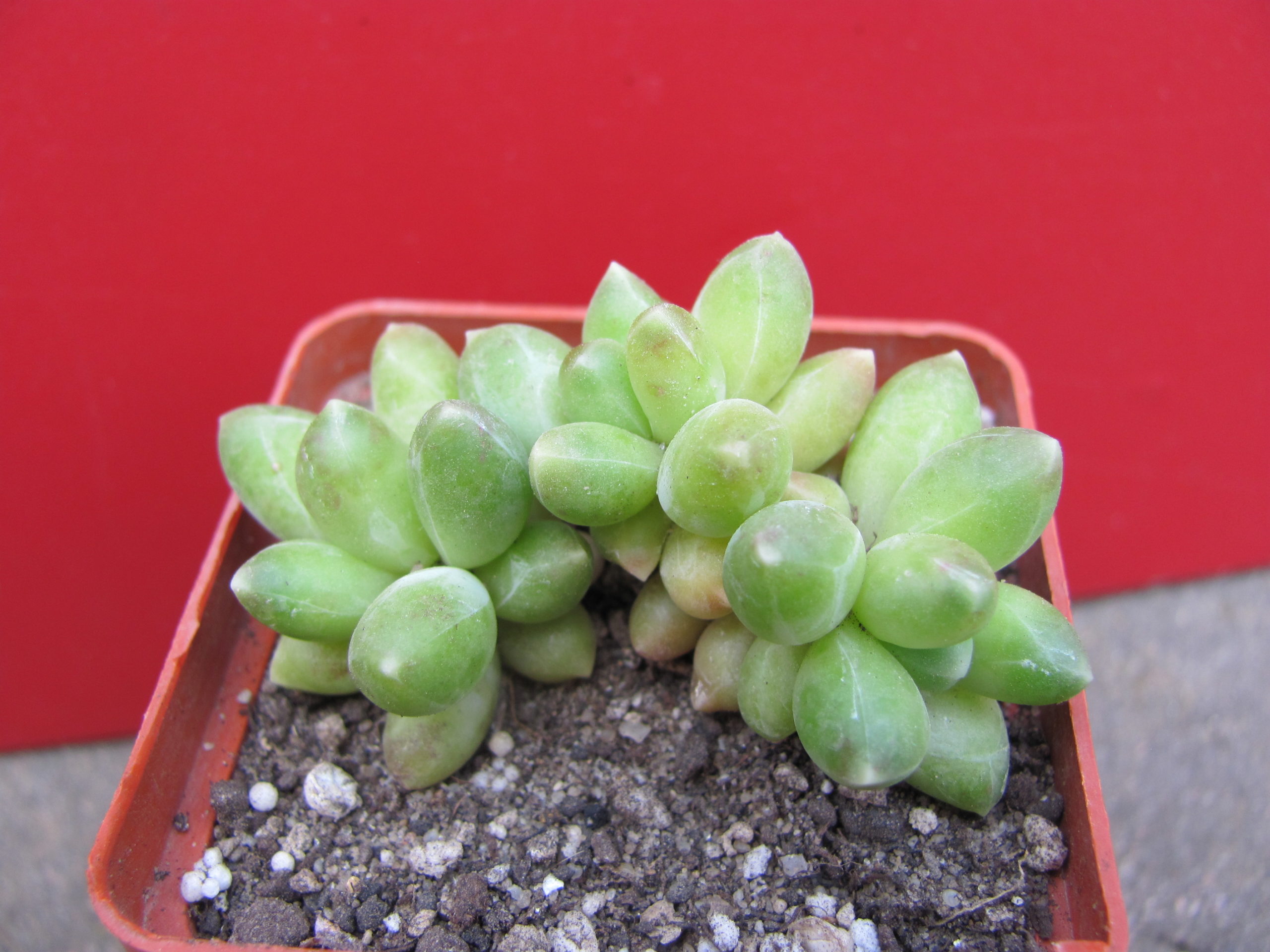 Pachyphytum   compactum   Big   Green