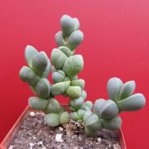 Corpuscularia   lehmannii