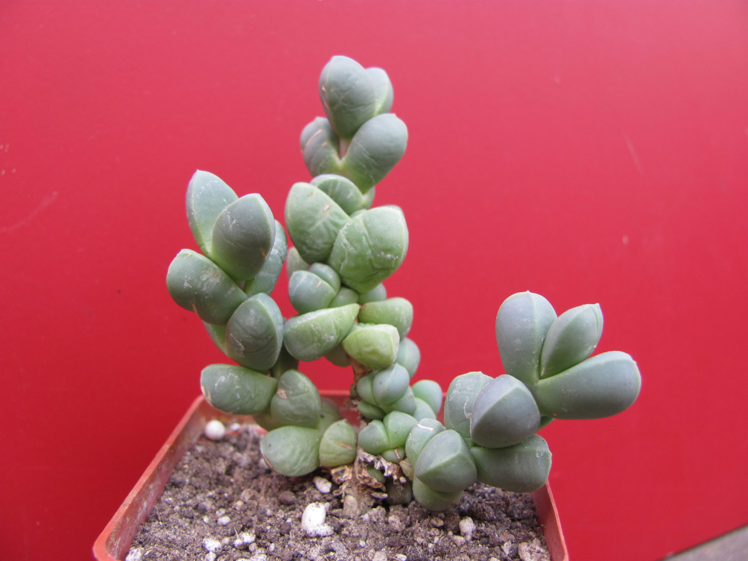 Corpuscularia   lehmannii