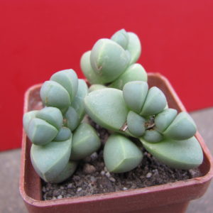 Corpuscularia    lehmannii