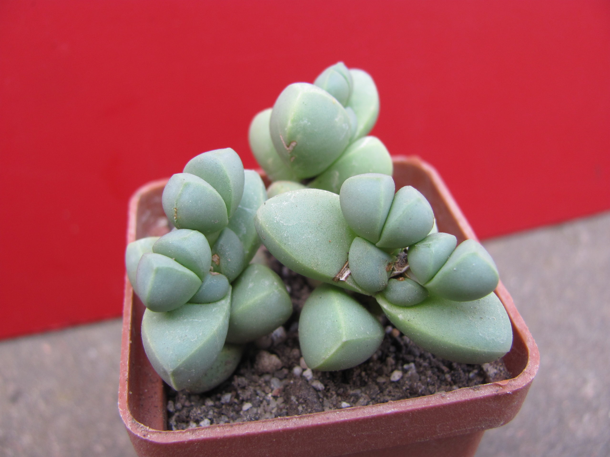 Corpuscularia    lehmannii
