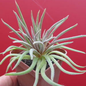 Crassula   hirta    *Mossel  Bay*
