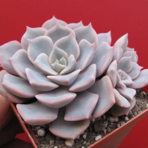 Echeveria   hybr.   #29