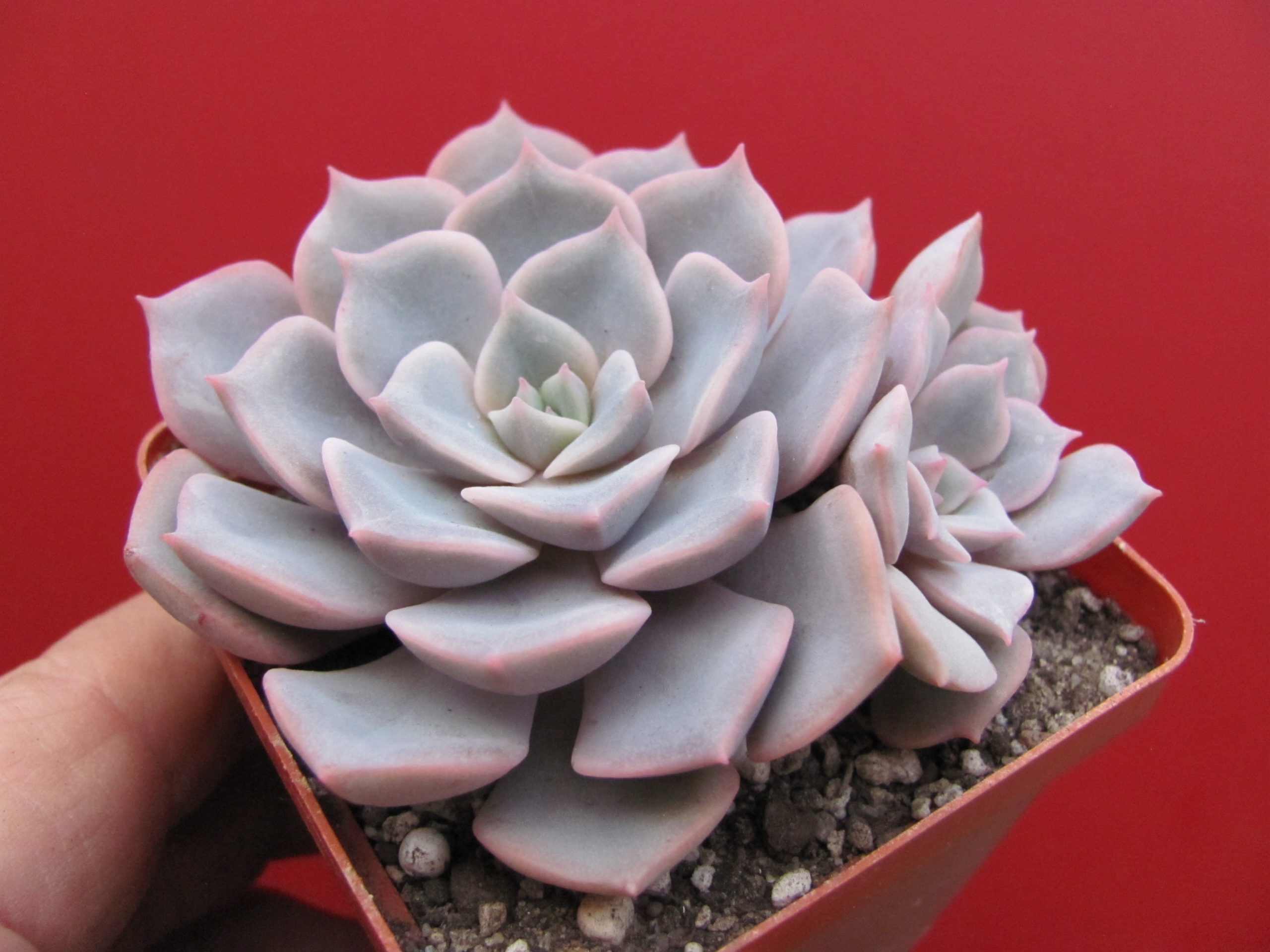 Echeveria   hybr.   #29