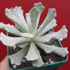 Senecio scoposus    addoensis