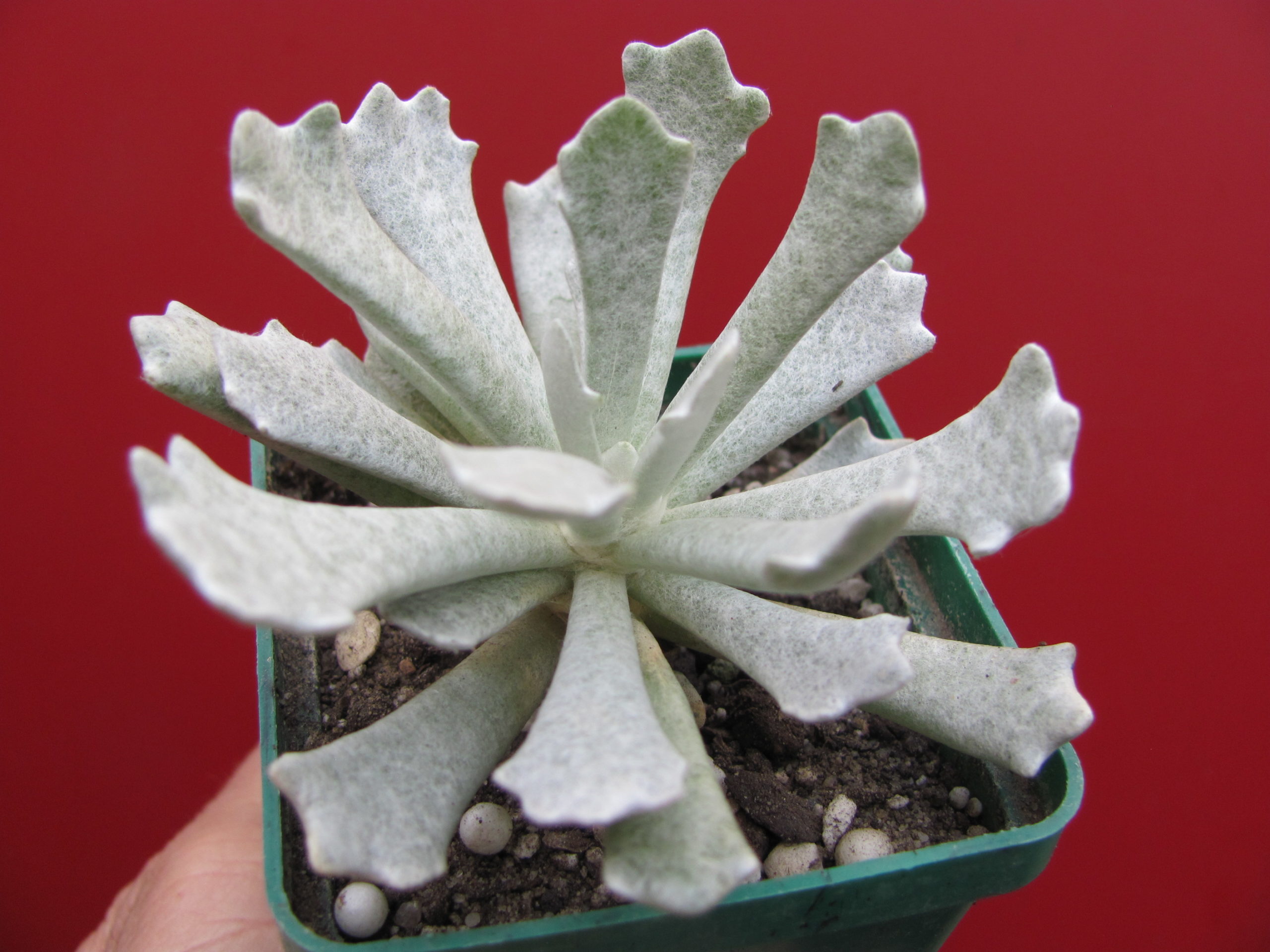 Senecio scoposus    addoensis