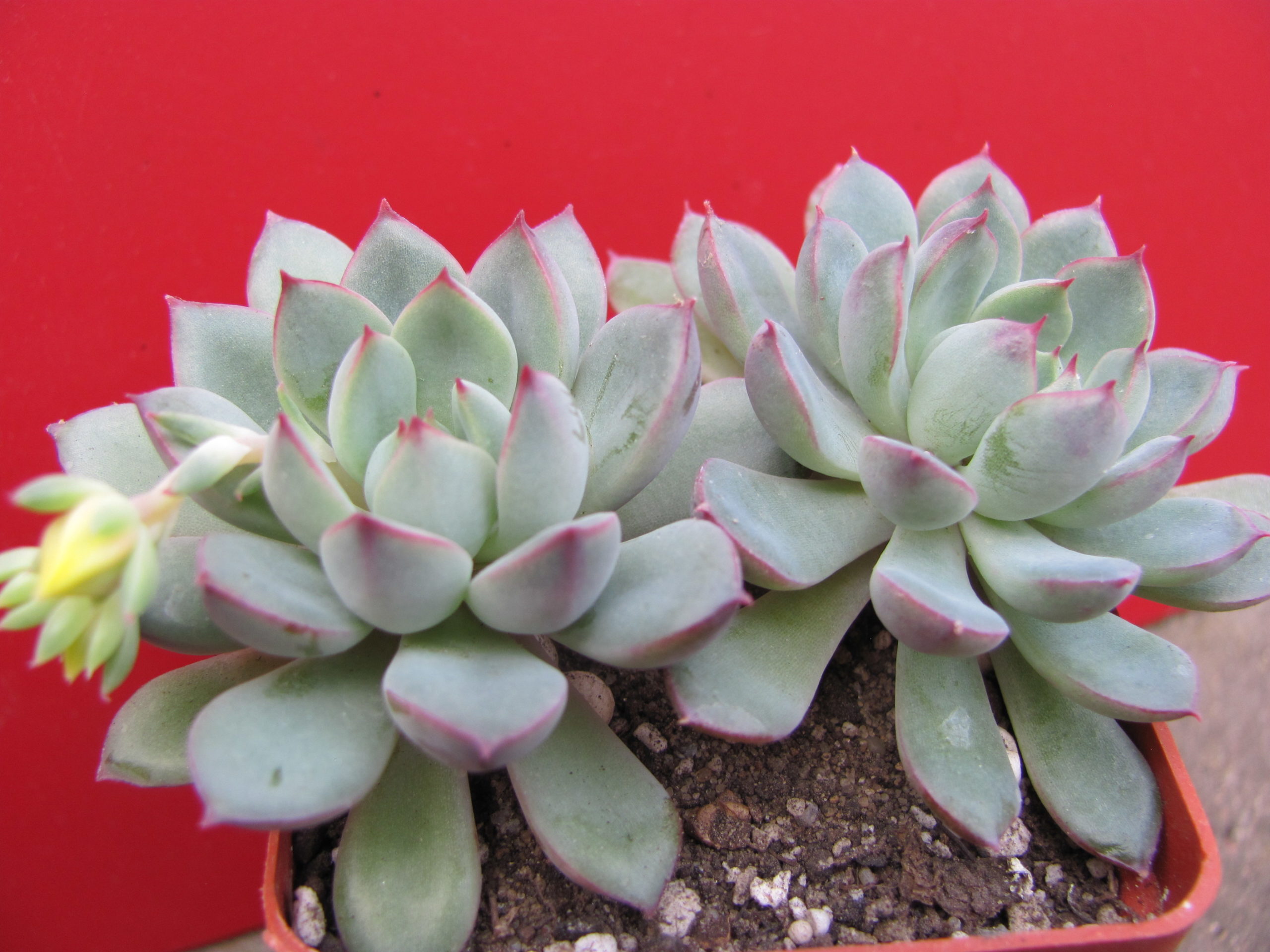Echeveria   hybr.