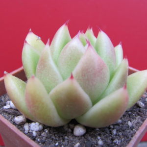 Echeveria    Frank  Reinelt
