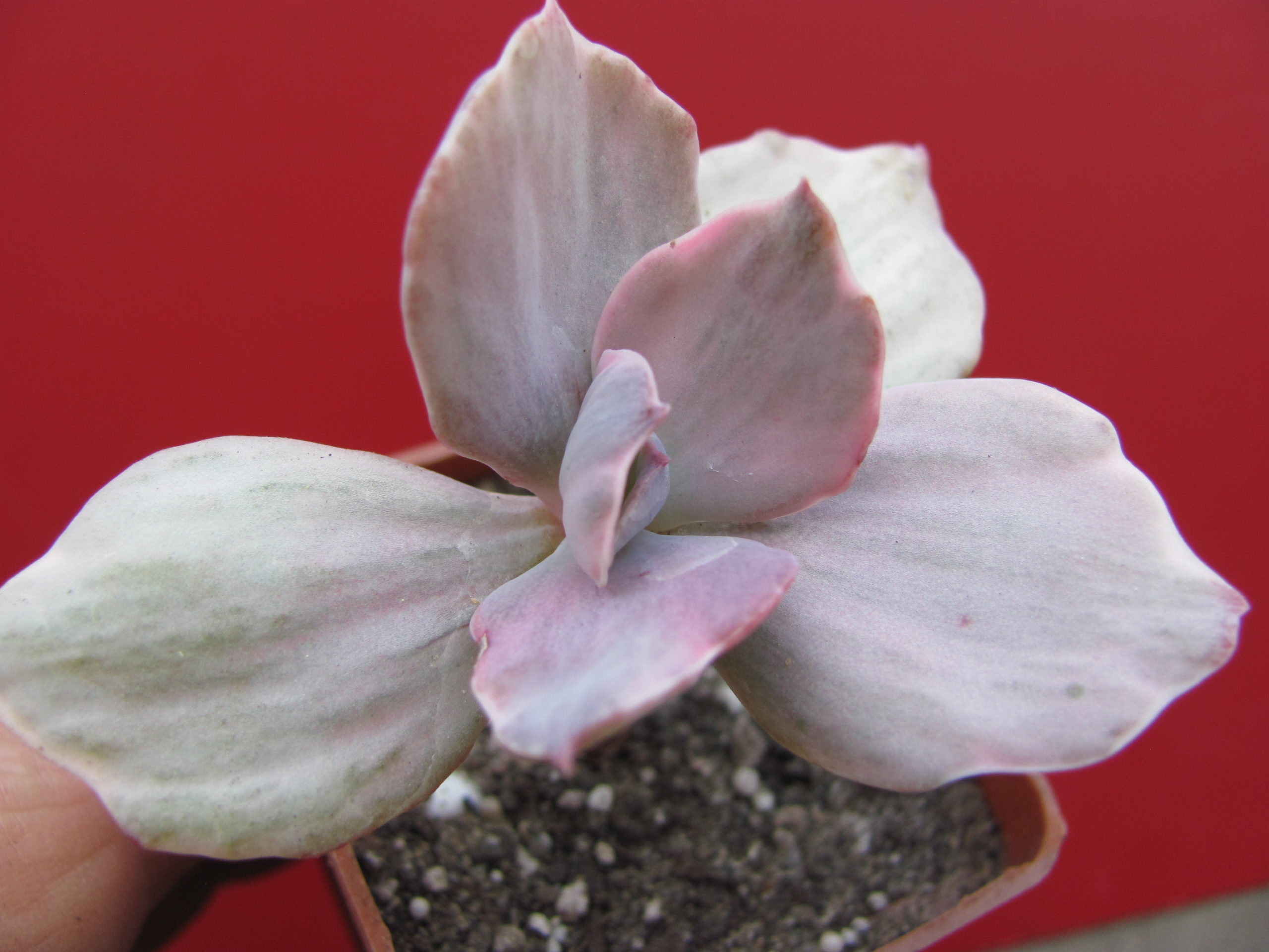 Echeveria   Metallica  Decora