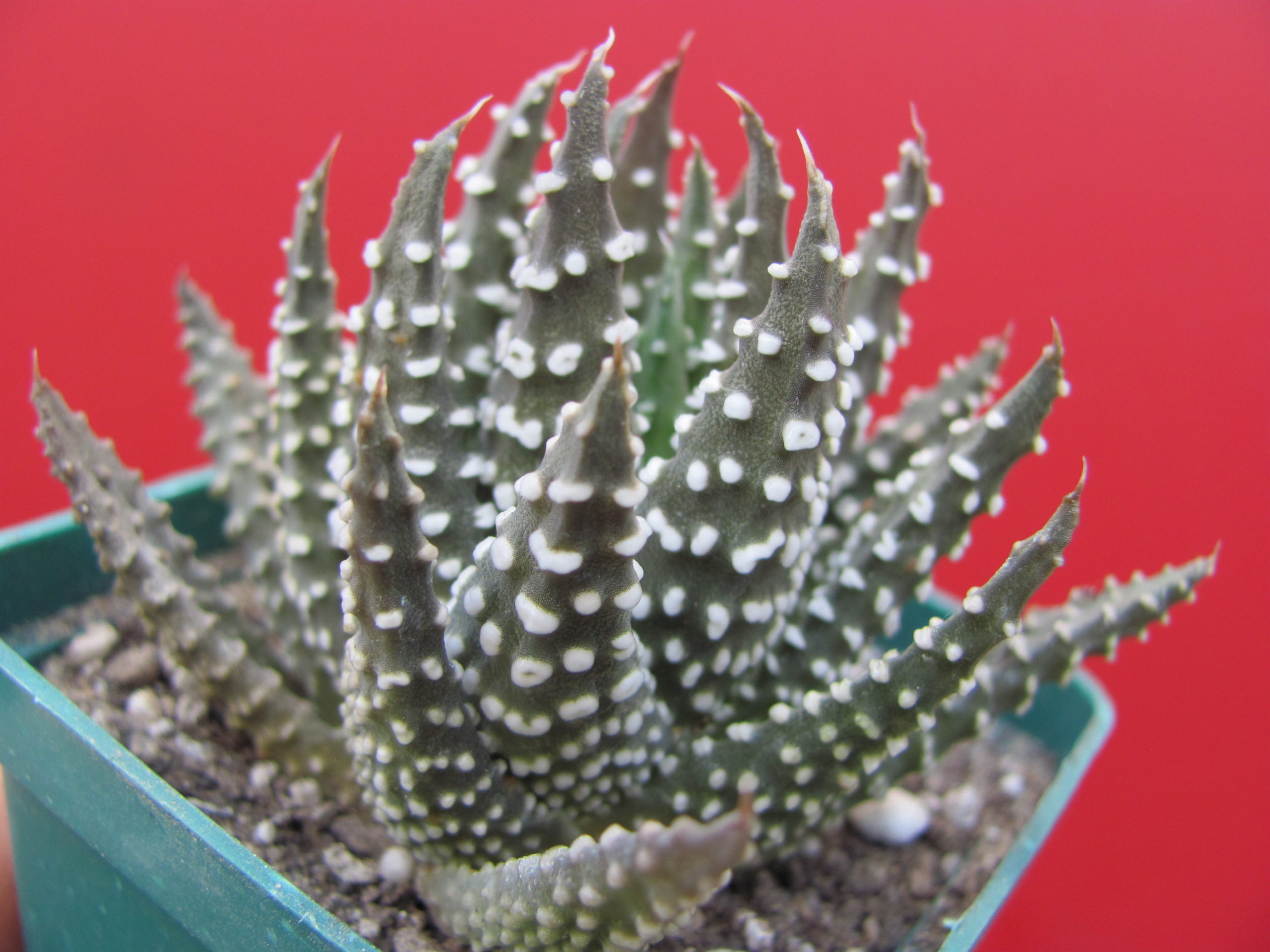 Echeveria  pumila   Donut