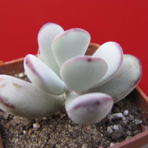 Cotyledon   orbiculata   Oophylla