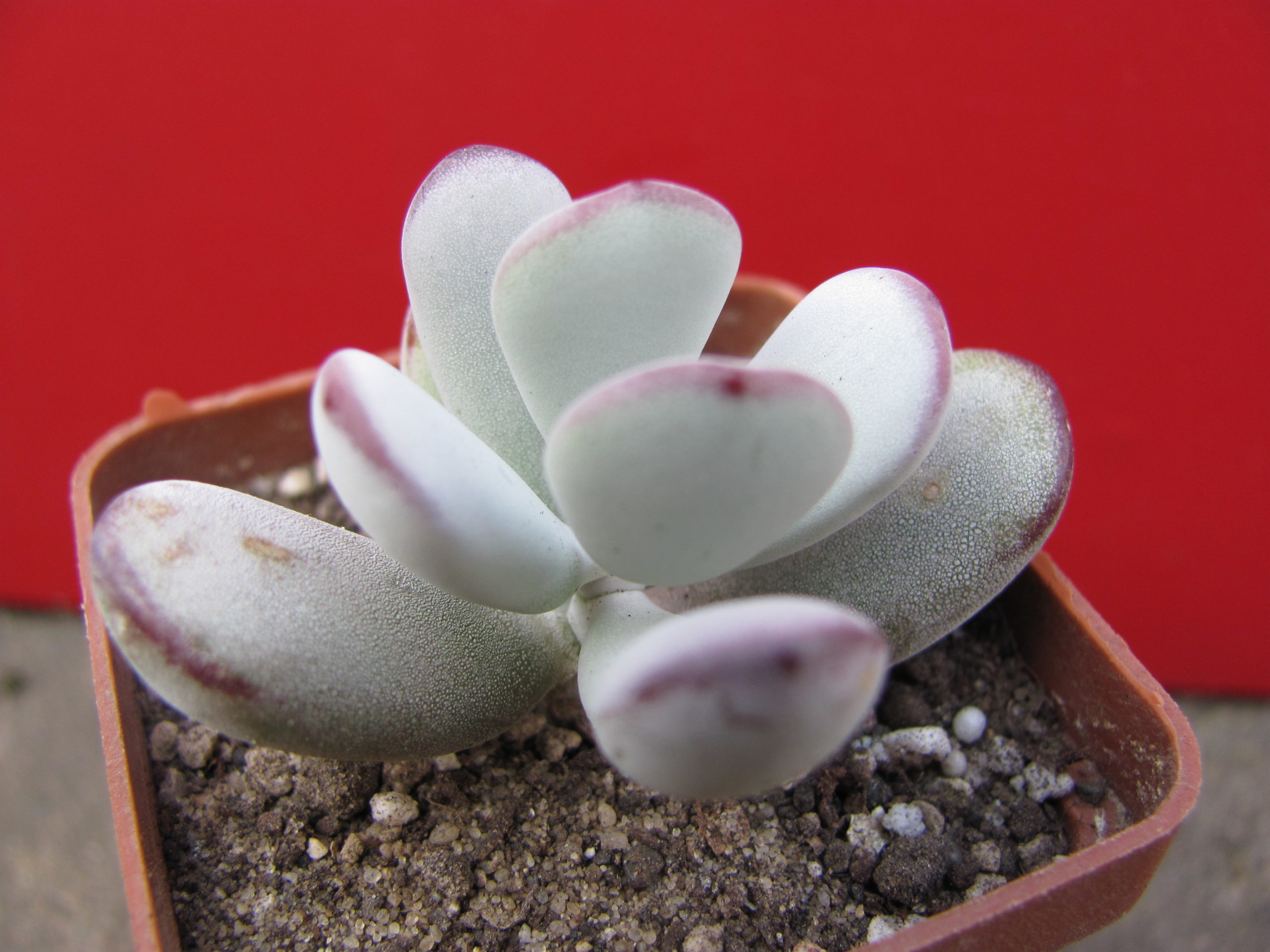 Cotyledon   orbiculata   Oophylla
