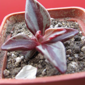 Lenophyllum  guttatum