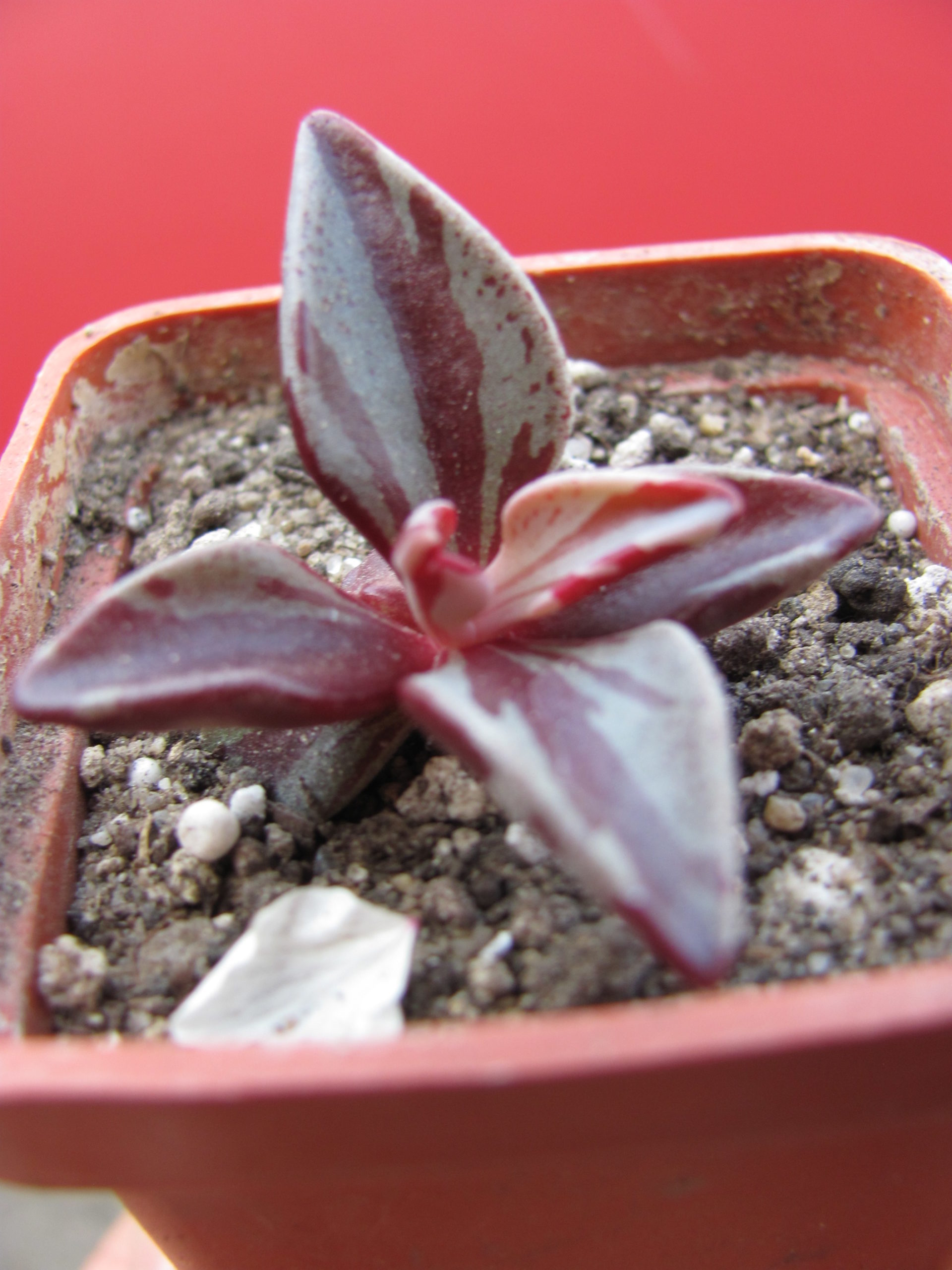 Lenophyllum  guttatum