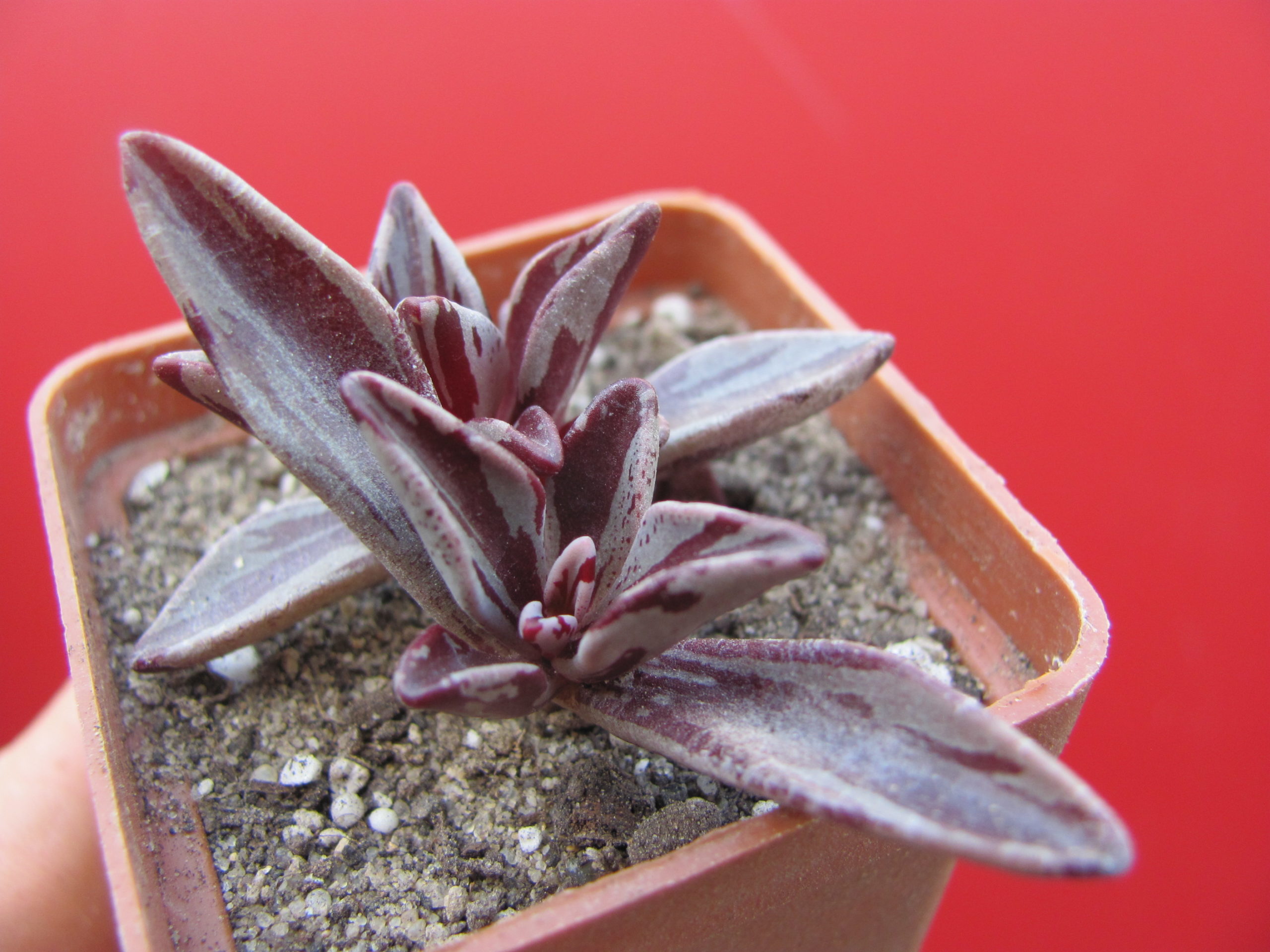 Lenophyllum   guttatum