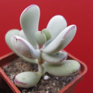 Cotyledon  orbiculata   Oophylla