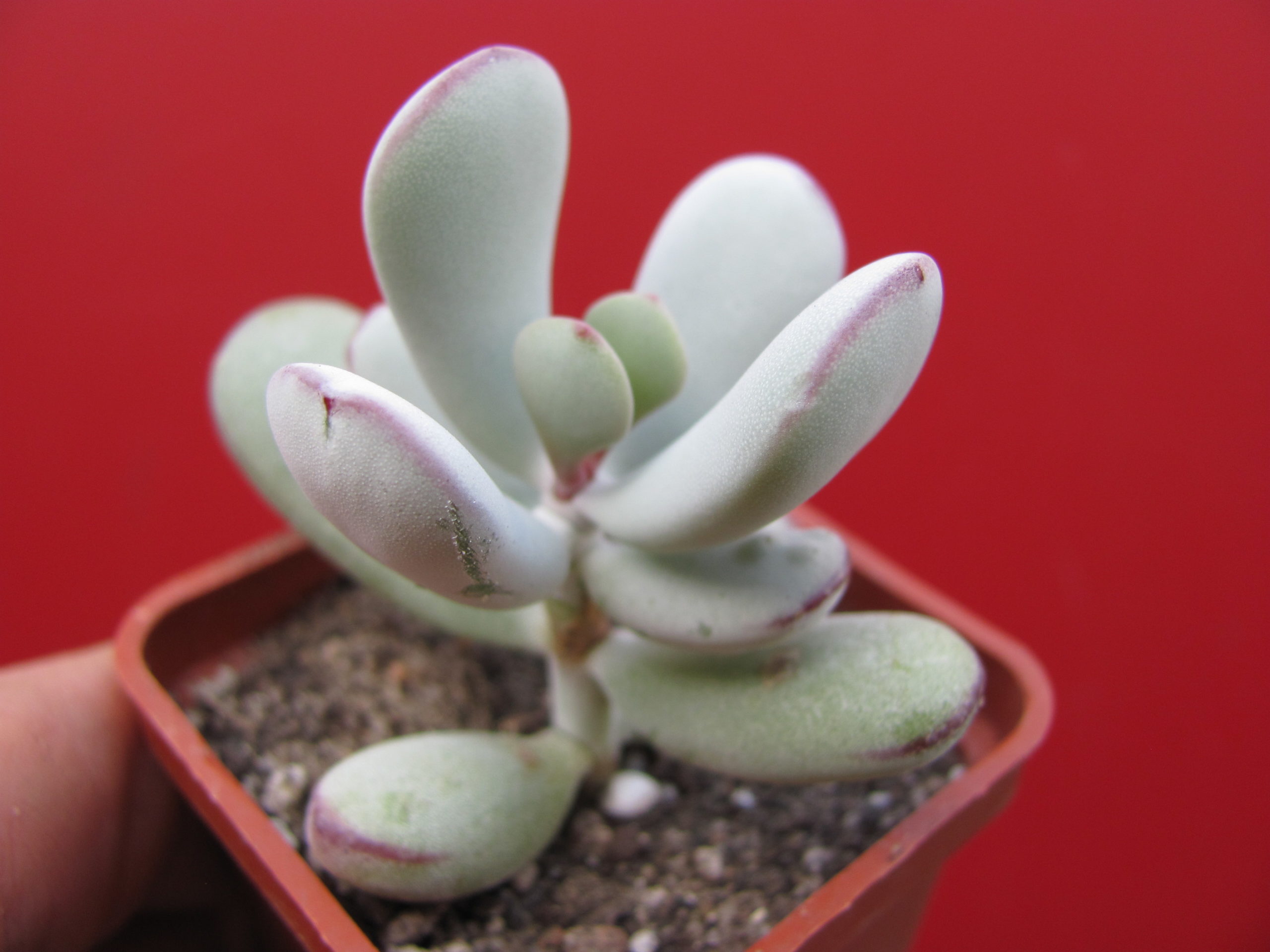 Cotyledon  orbiculata   Oophylla