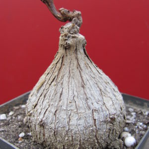 Fockea   natalensis