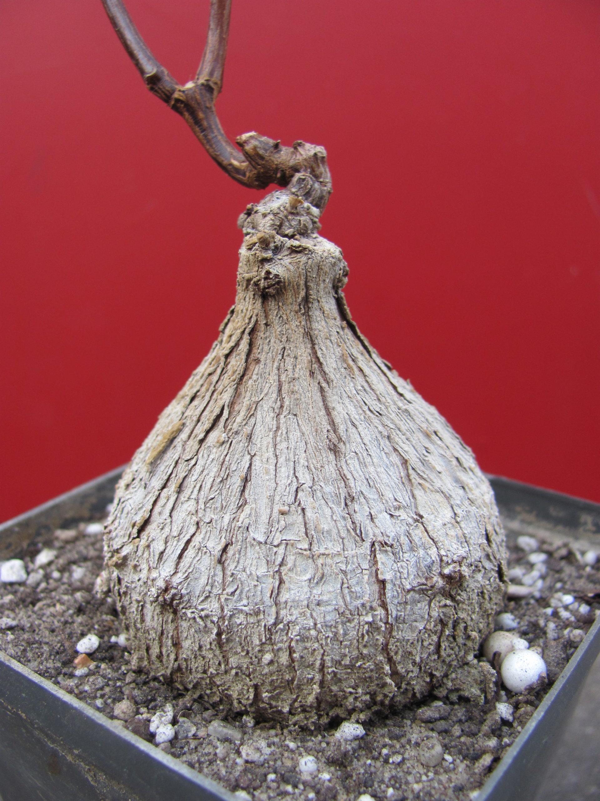 Fockea   natalensis
