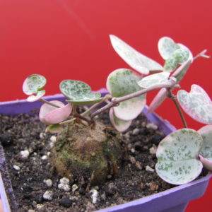 Ceropegia  woodii   variegata