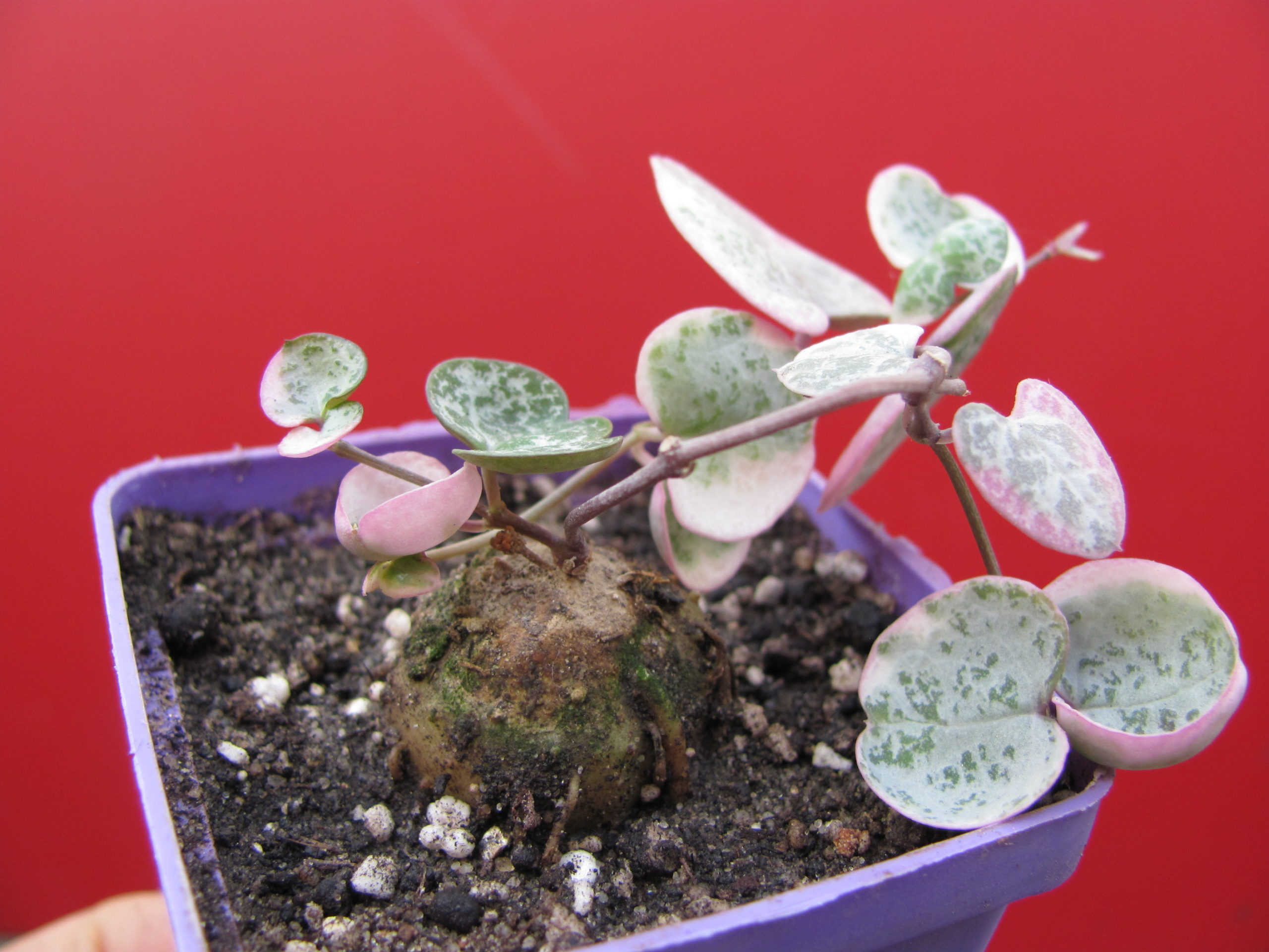 Ceropegia  woodii   variegata