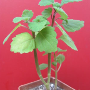 Plectranthus  ernstii