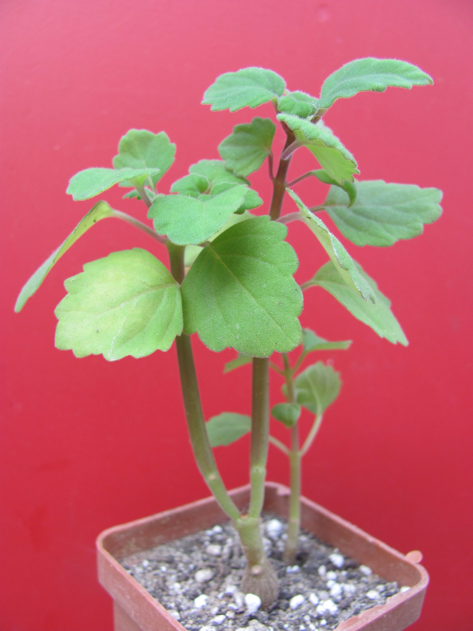 Plectranthus  ernstii