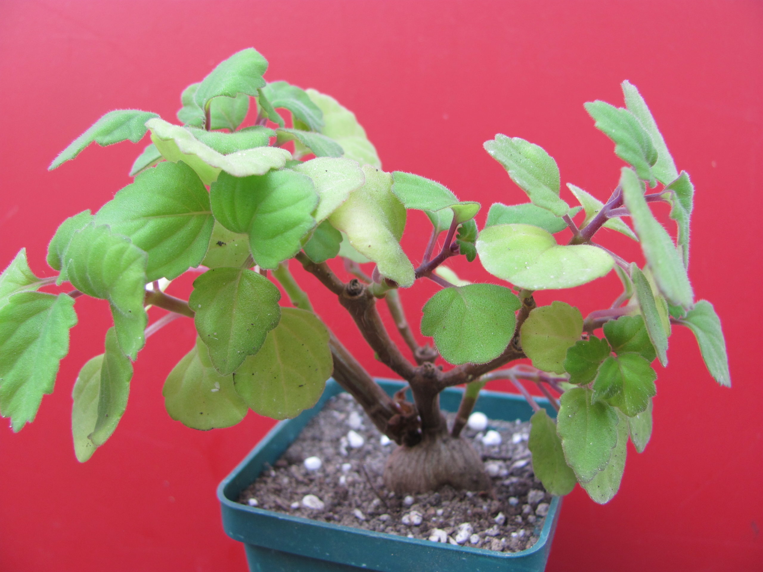 Plectranthus  ernstii