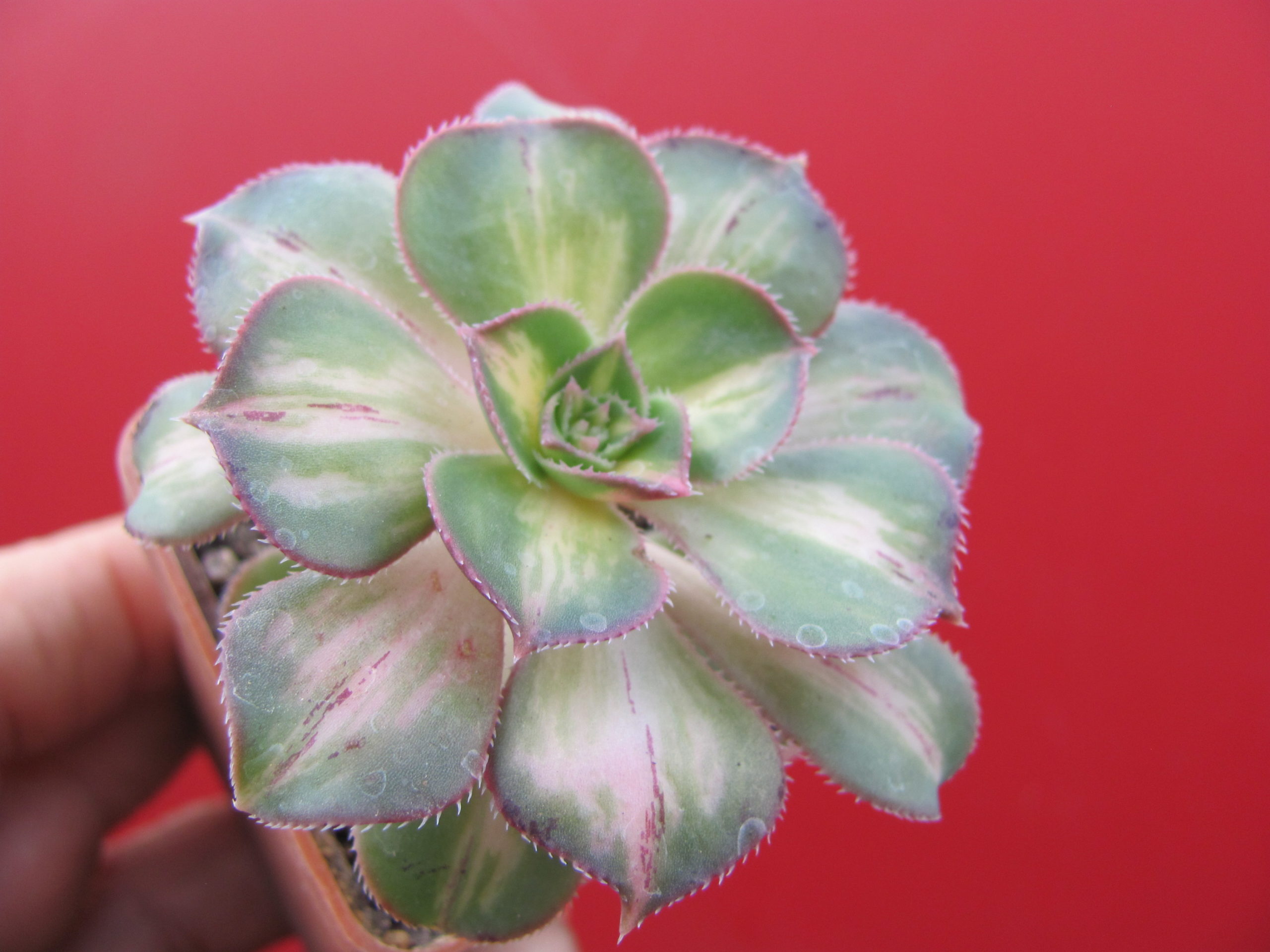 Aeonium *Moonburst* variegata
