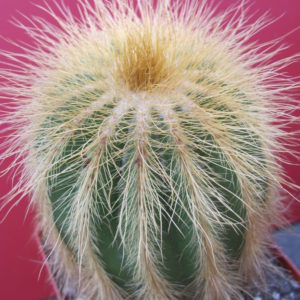 Eriocactus   warasii   longispinus