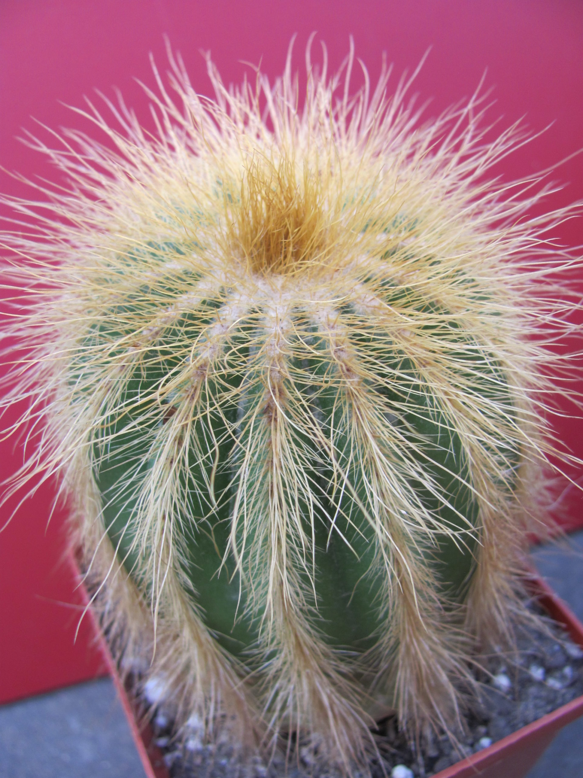 Eriocactus   warasii   longispinus