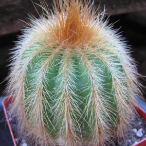 Eriocactus   warasii  longispinus