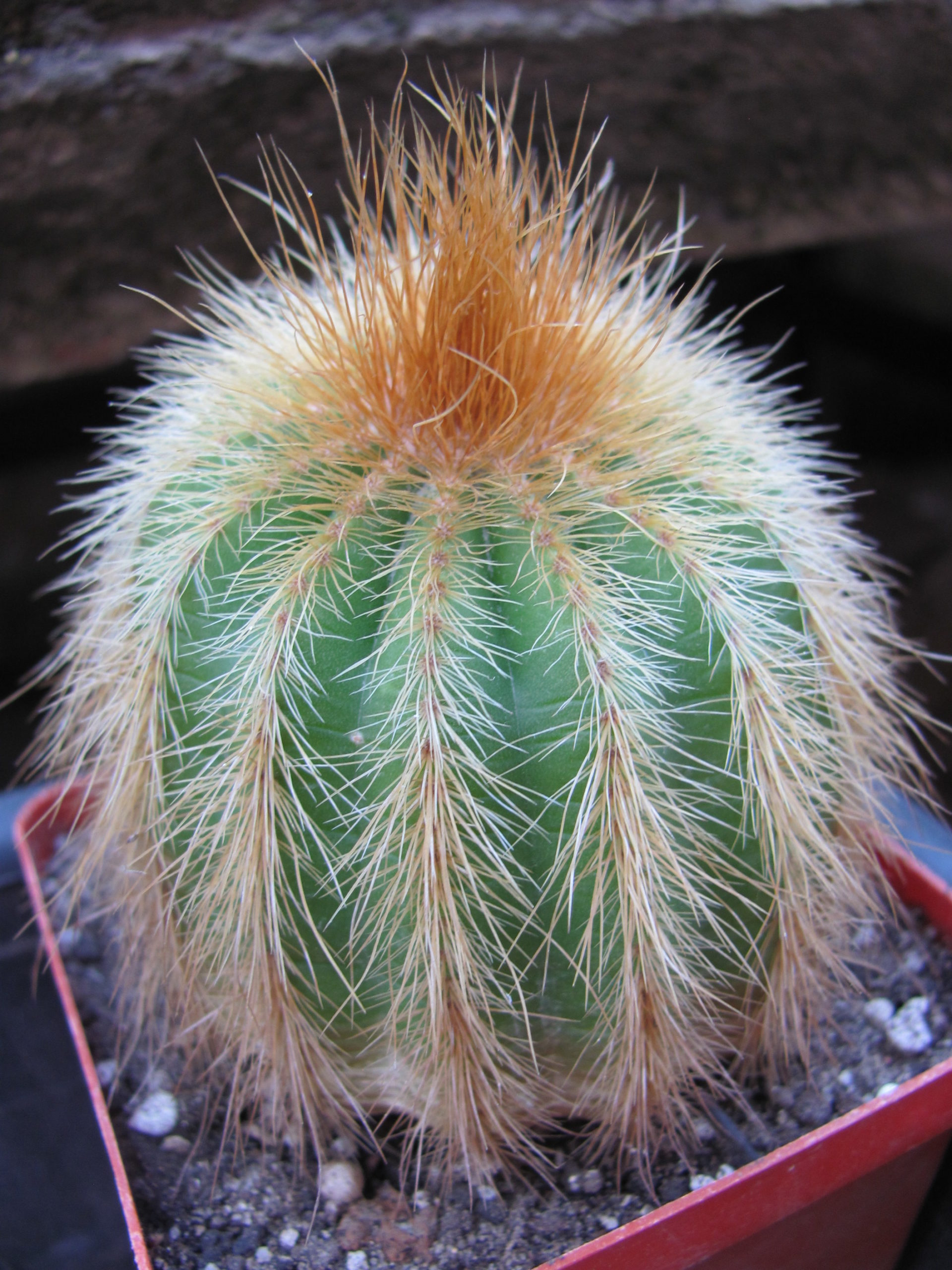 Eriocactus   warasii  longispinus