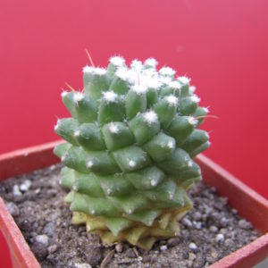 Mammillaria  Helen