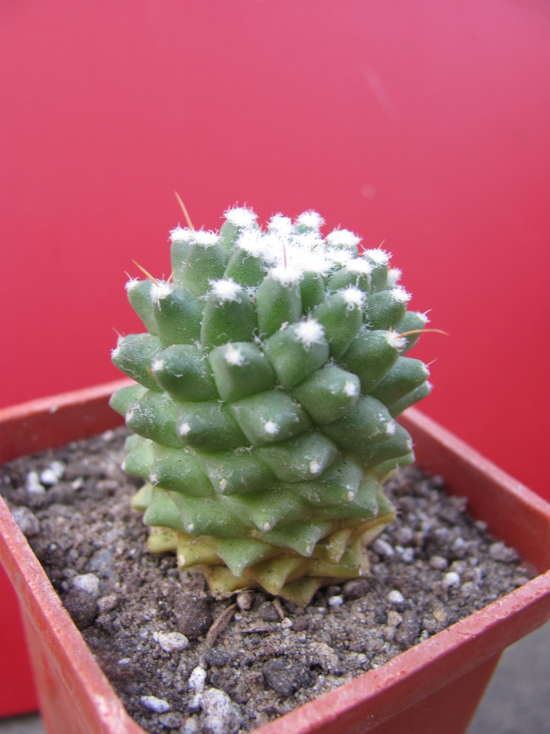 Mammillaria Helen
