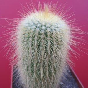 Eriocactus  leninghausii