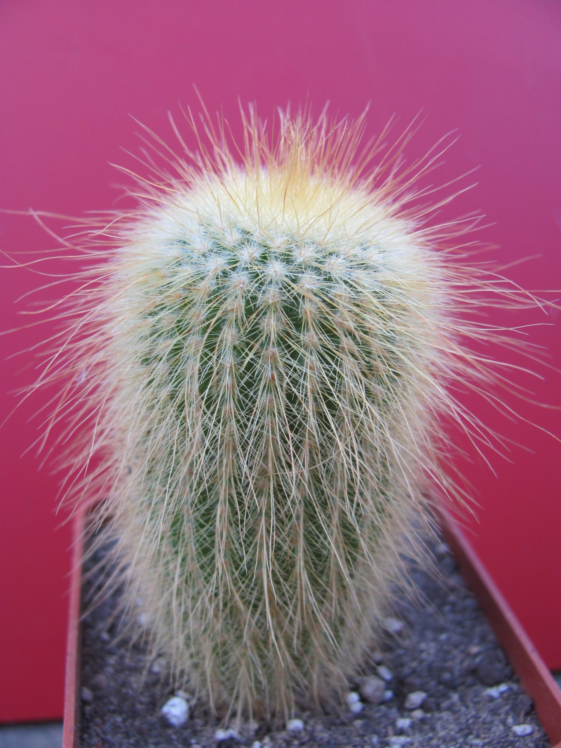 Eriocactus  leninghausii