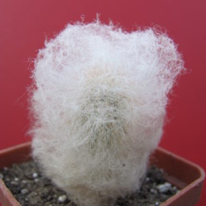 Espostoa  melanostele