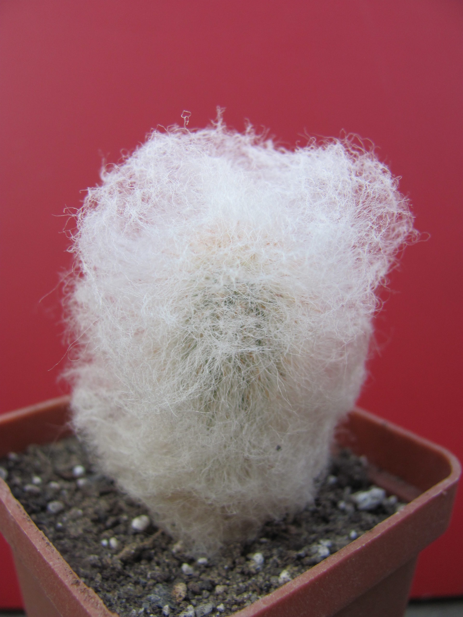 Espostoa  melanostele