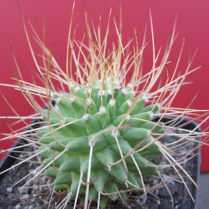 Mammillaria  obconella