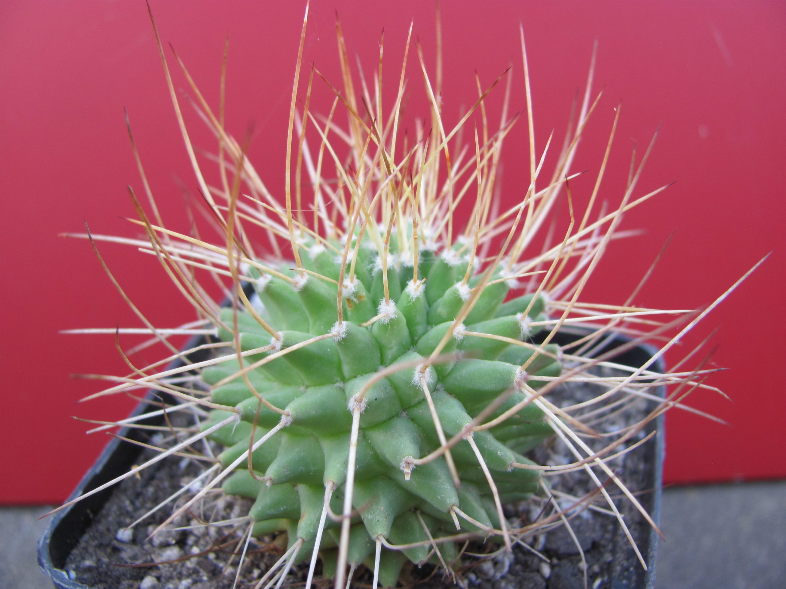 Mammillaria obconella