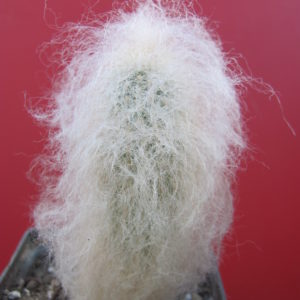 Espostoa  melanostele