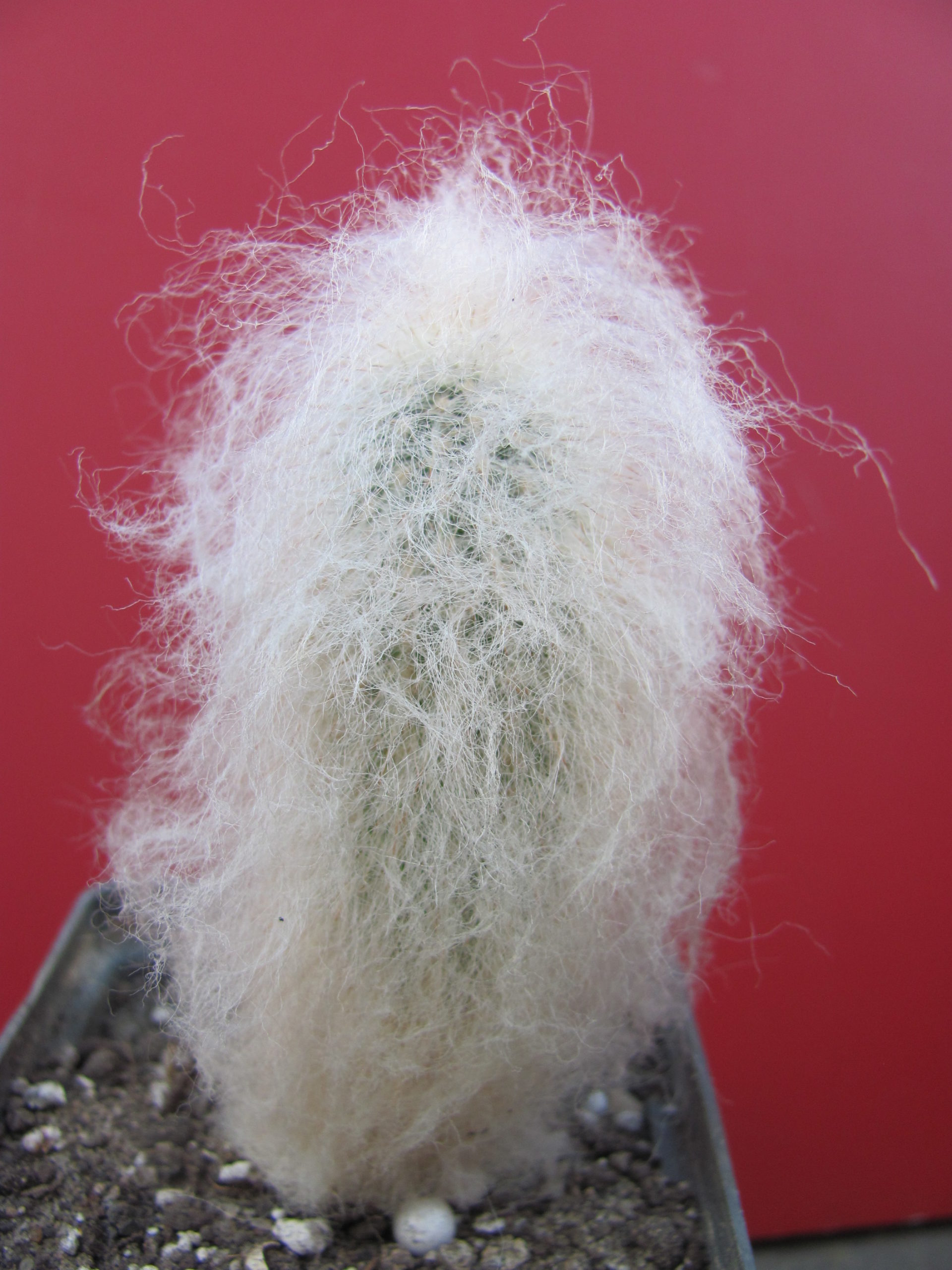 Espostoa  melanostele