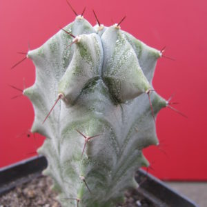 Lemairocereus  pruinosus
