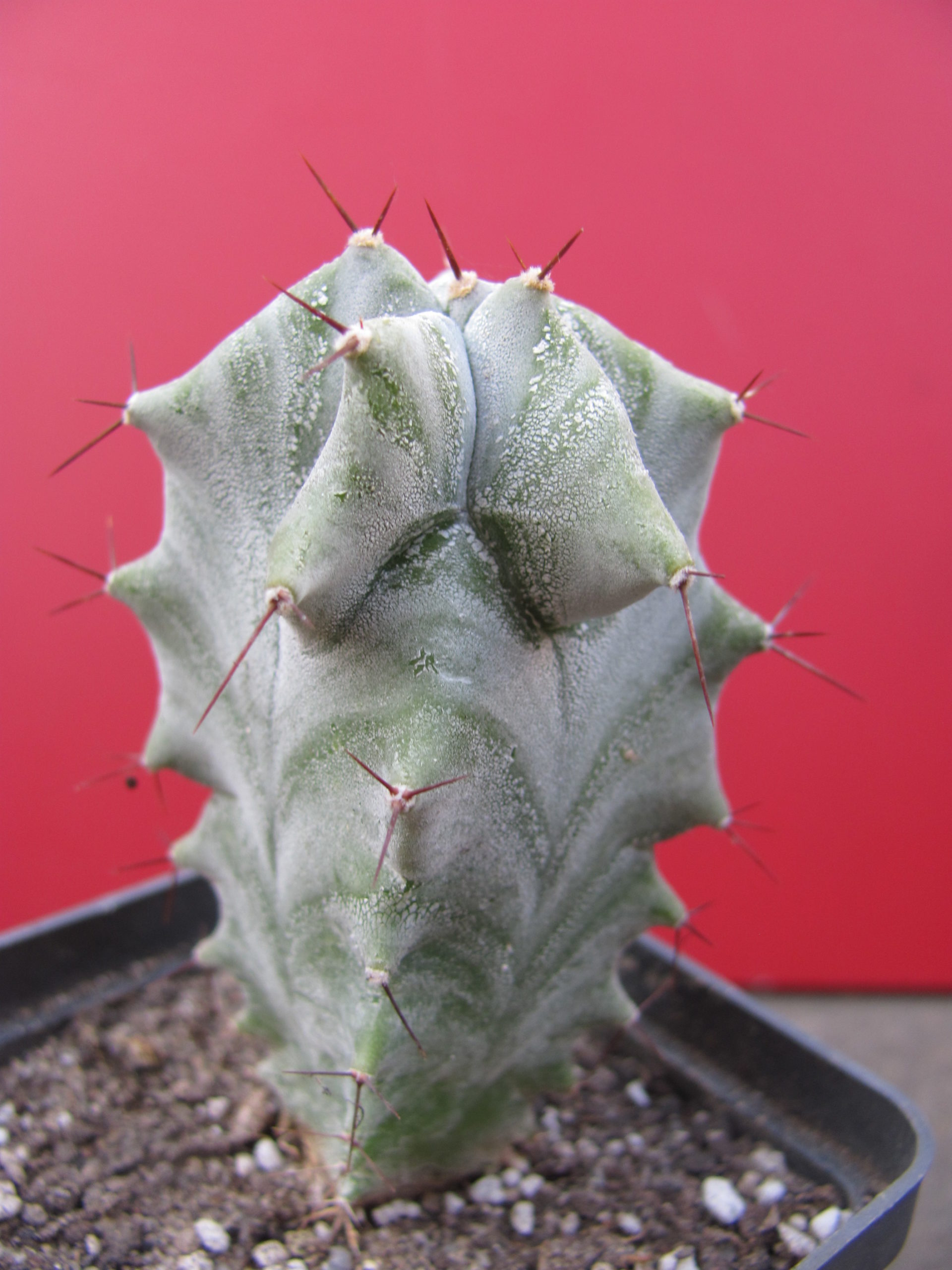 Lemairocereus pruinosus